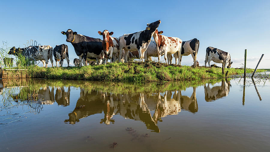 Cows reflect  Photograph by Jenco van Zalk