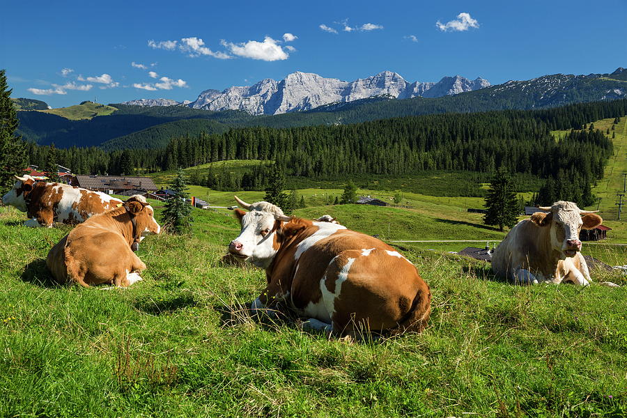 Cows Relaxing On Field Digital Art by Reinhard Schmid