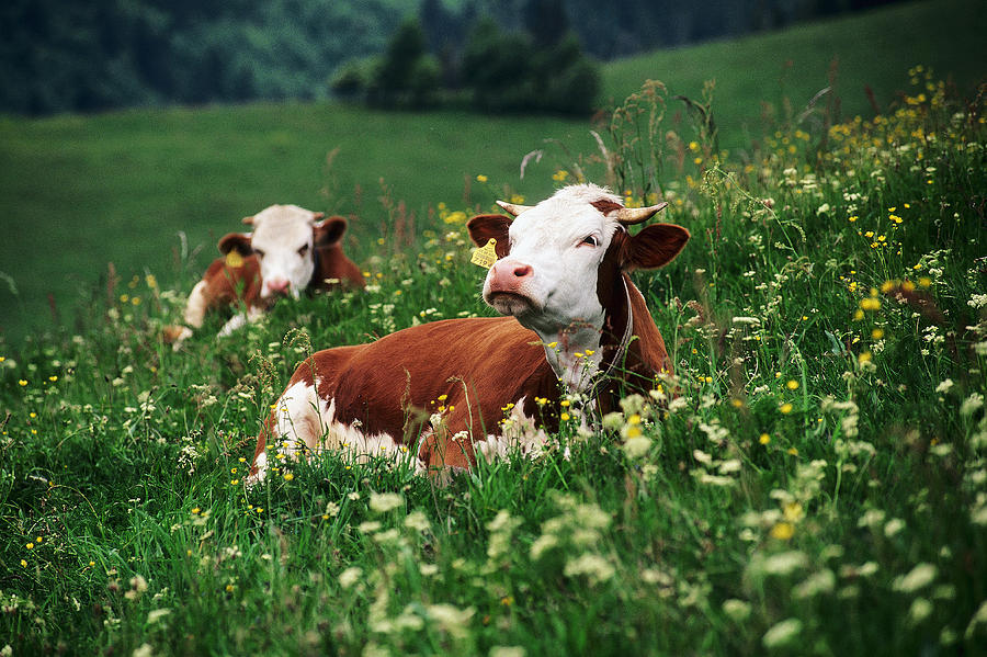 Cows Relaxing On Field Digital Art by Susy Mezzanotte