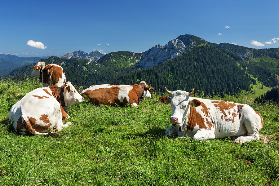Cows Relaxing On Mountain Digital Art by Reinhard Schmid