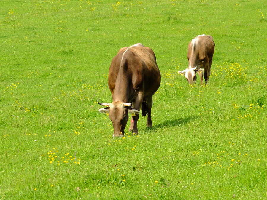 Cows Photograph by Rolfo