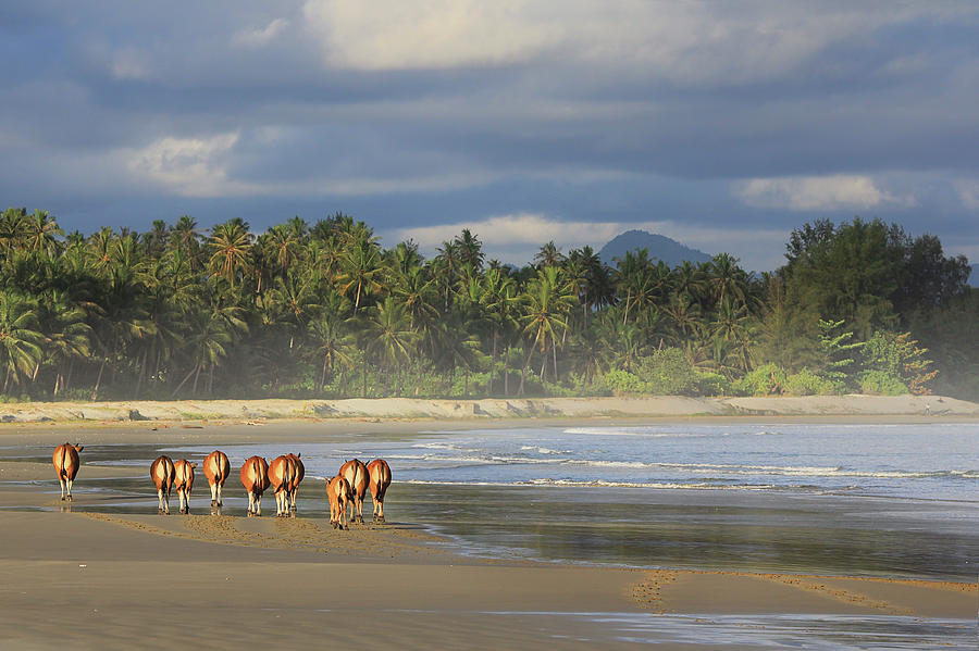 Cows Walking On Beach Photograph by Photo By Sayid Budhi