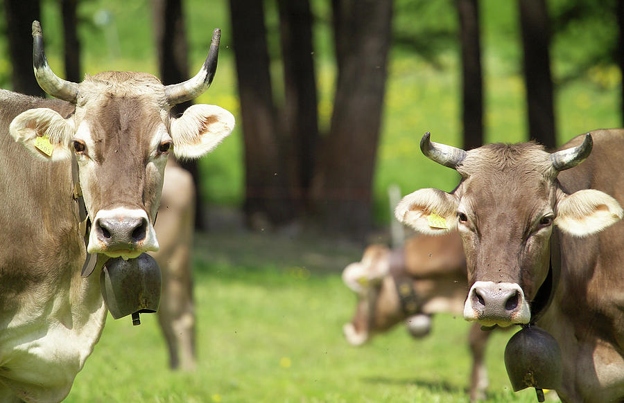 Cows Wearing Cow Bells Looking At Camera, Swiss Alps, Switzerland Digital  Art by Walter Zerla - Pixels