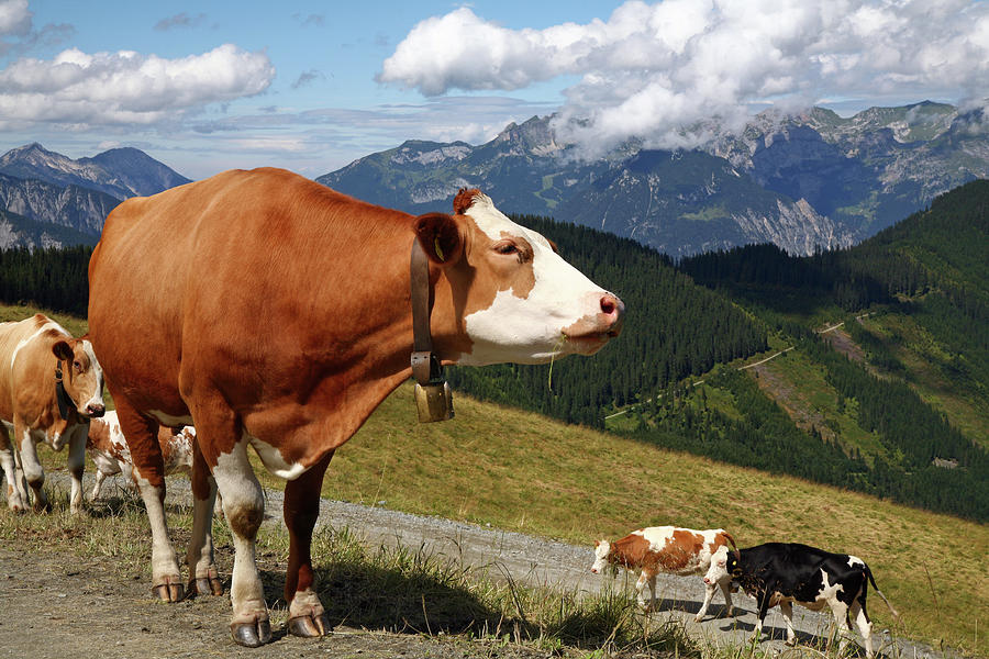 Cows With Bells Walking In The Alps On Photograph by Jaap2