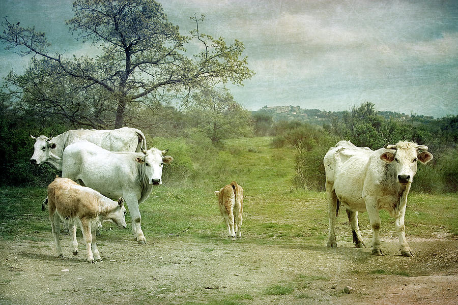 Cows With Calves Photograph by Christiana Stawski