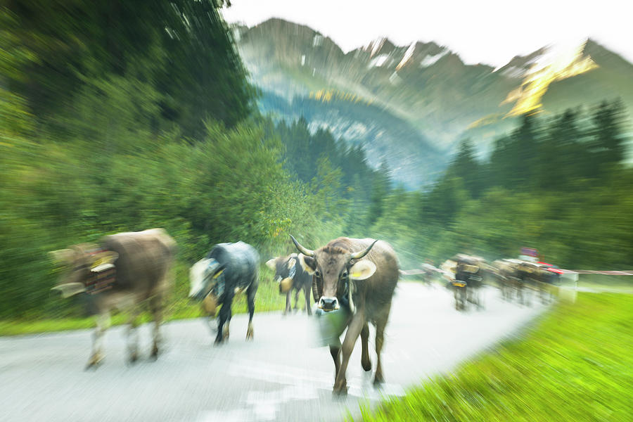 Cows With Cowbells Run In The Herd On Forested Roads In The Mountains. Germany, Bavaria, Oberallgu, Oberstdorf Photograph by Martin Siering Photography