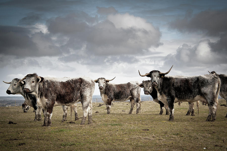 Cows With Horns In A Field Photograph by © Caroline Blake