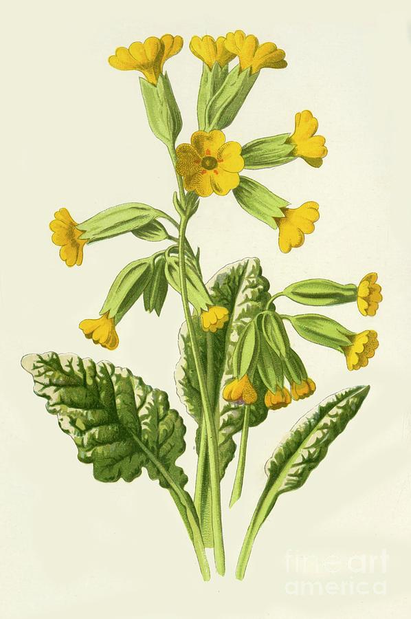 Cowslip Drawing by Print Collector