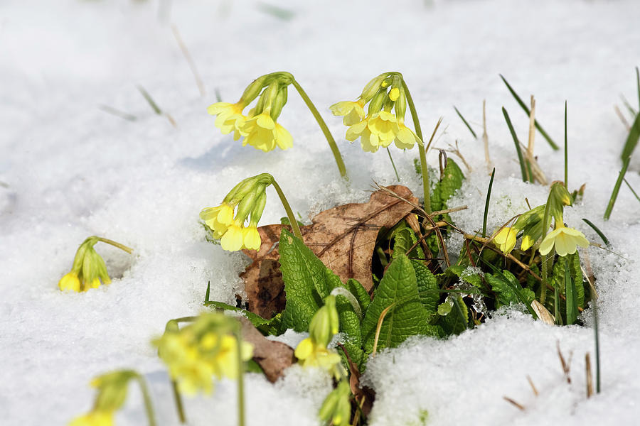 Cowslips In Snow, Primula Elatior, Germany Photograph by Konrad Wothe