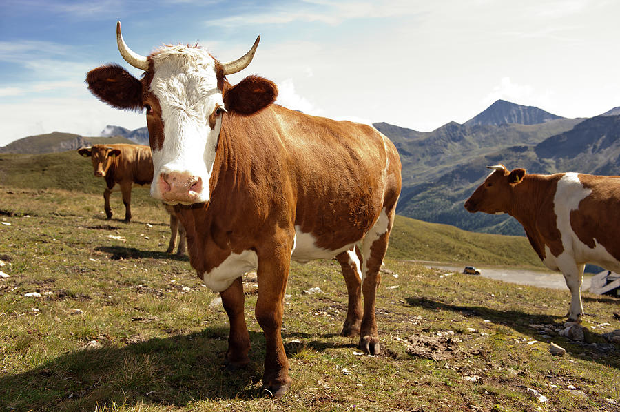 Cows,mount Grossglockner High Alpine Photograph by Buero Monaco