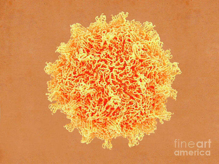 Coxsackievirus Virus Particle Photograph by Juan Gaertner/science Photo