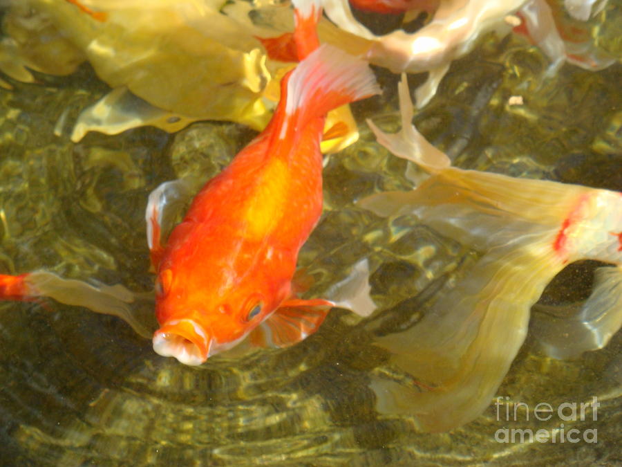 Coy Fish Photograph by Amber Lee Photography | Pixels