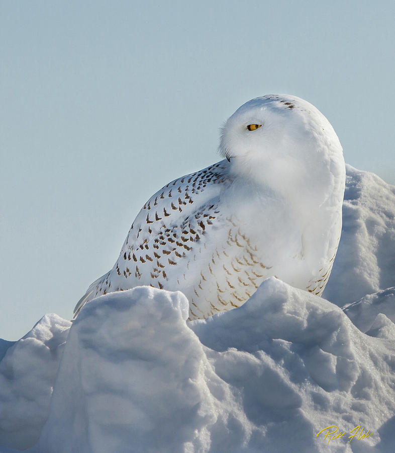 Coy Snowy Owl Photograph by Rikk Flohr