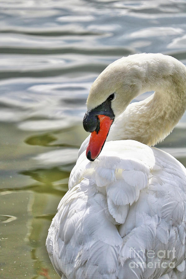 Coy Swan 2 Photograph by Carol Groenen