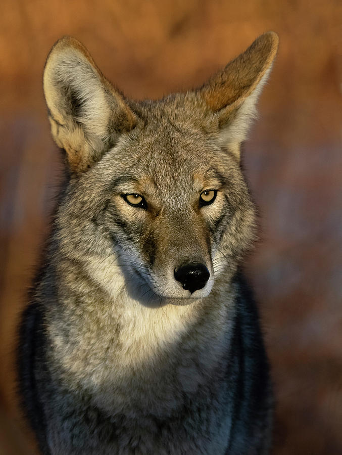 Coyote 1 Photograph by Rick Mosher