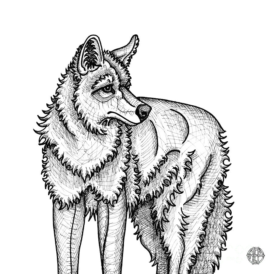 Coyote Drawing by Amy E Fraser