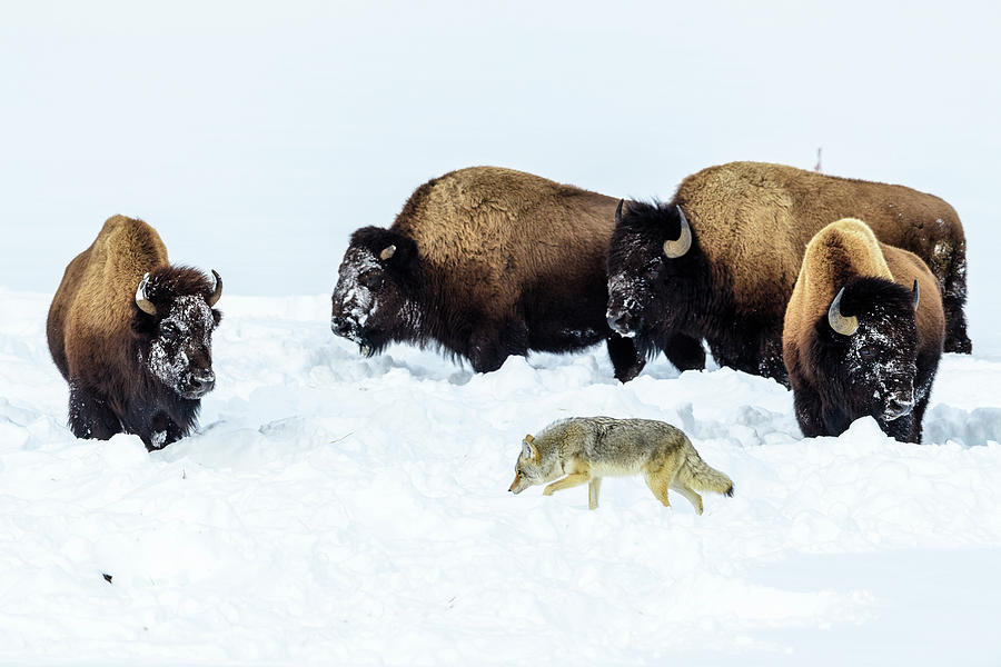 Coyote And American Bison, Yellowstone, Wyoming, Usa Photograph By Nick ...