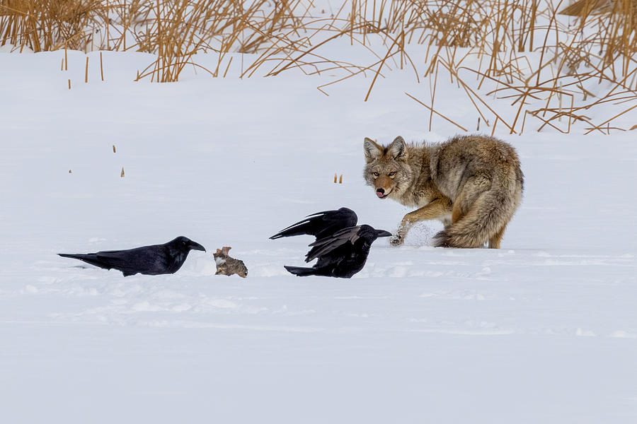 Coyote And Crow Photograph by Siyu And Wei Photography