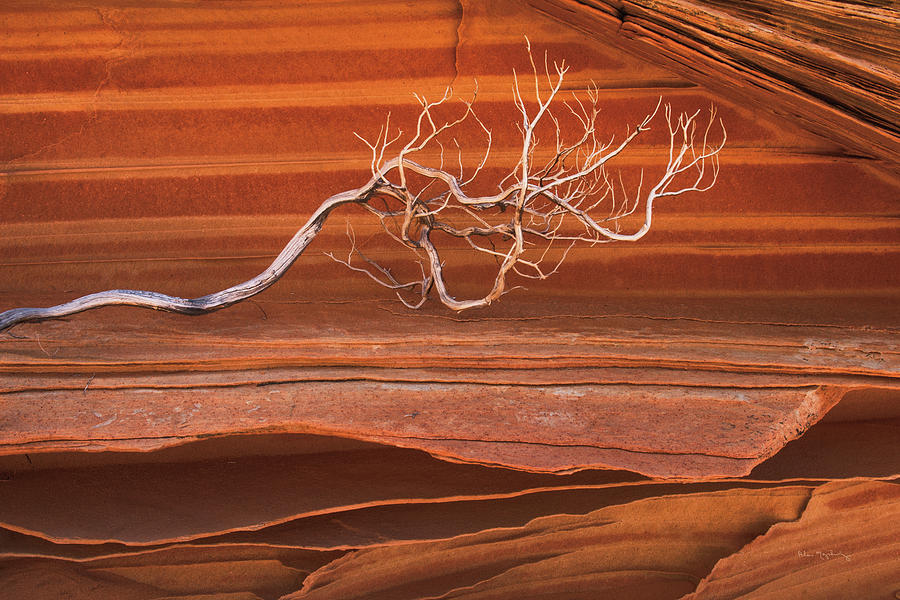 Abstract Photograph - Coyote Buttes IIi by Alan Majchrowicz