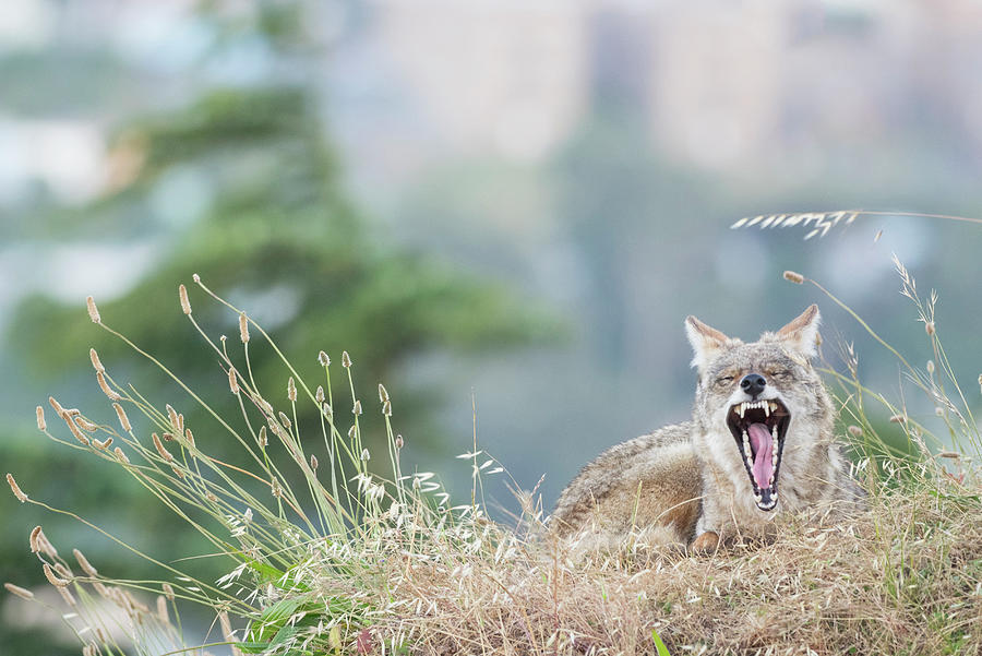 Wildlife Digital Art - Coyote (canis Latrans), Bernal Heights, San Francisco, California, United States, North America by Jouko Van Der Kruijssen