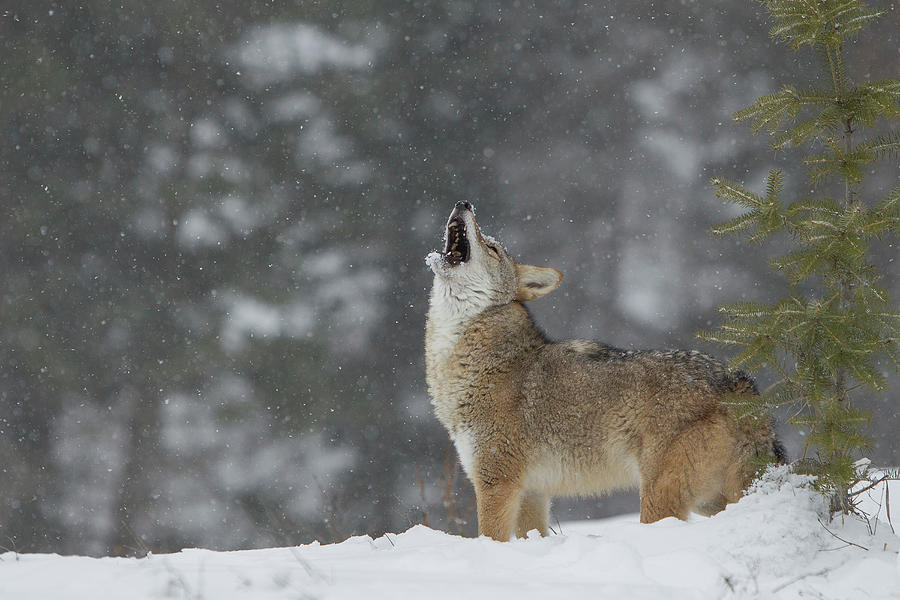 Coyote, Canis Latrans, Howling In Deep Photograph by Sarah Darnell
