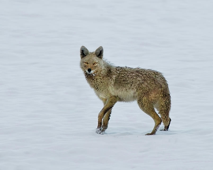 Coyote Photograph by Cr Courson