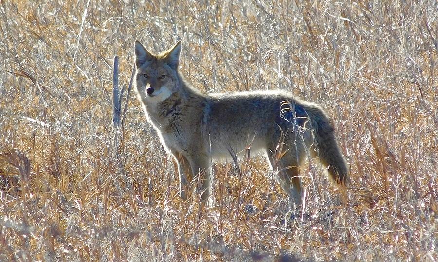 Coyote Photograph by Dan Miller
