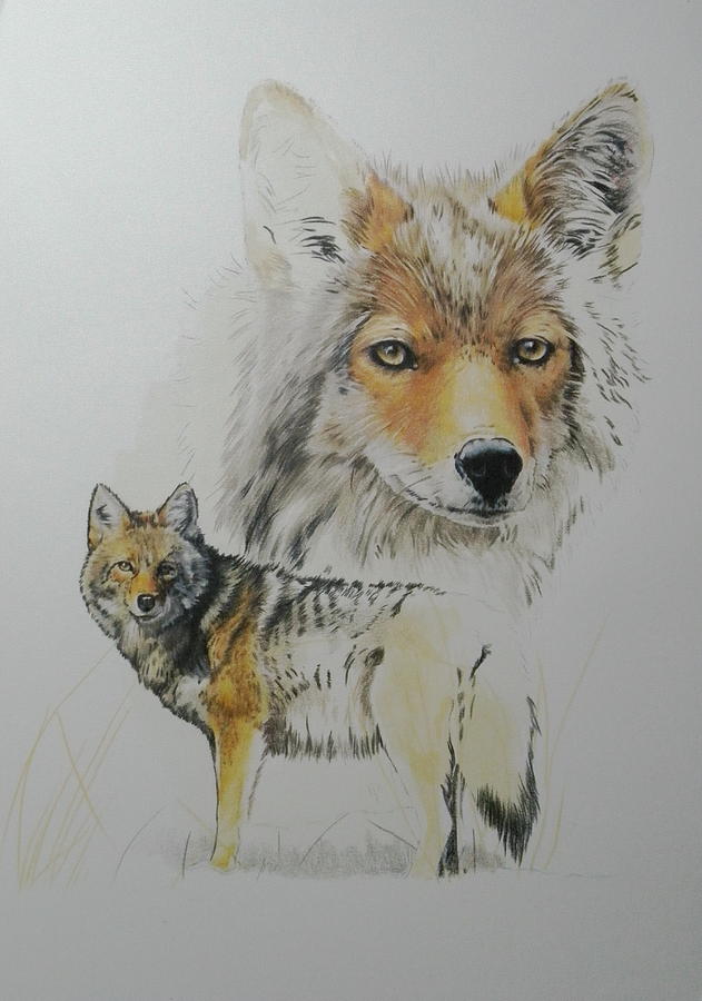 Coyote Day 5 by Barbara Keith Coyote Day 5 by Barbara Keith