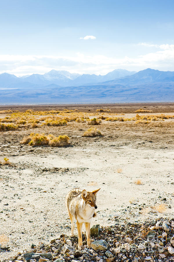 Mountains Photograph - Coyote, Death Valley National Park by Richard Semik Mountains Photograph - Coyote, Death Valley National Park by Richard Semik