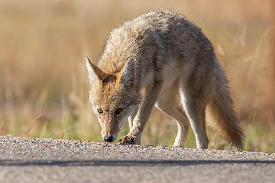 Coyote Follows the Trail Photograph by Tony Hake