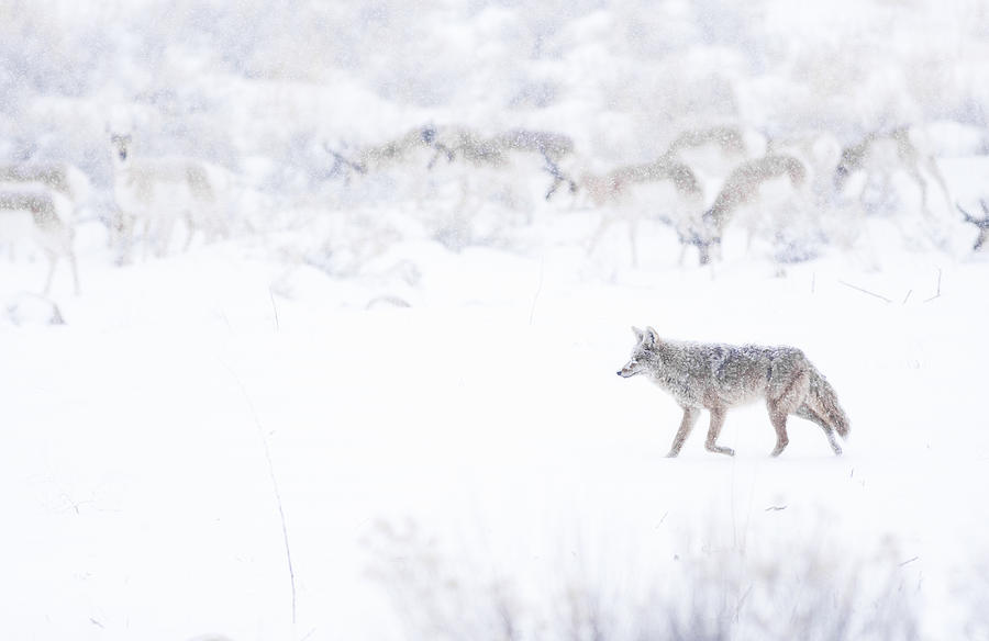 Coyote Hunting In Blizzard Photograph by Amy Marques