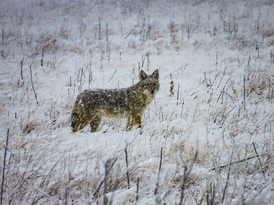 Coyote in a snowstorm Photograph by Kelly Kennon