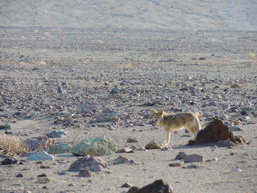 Coyote in Death Valley National Park -A Photograph by Enaid Silverwolf