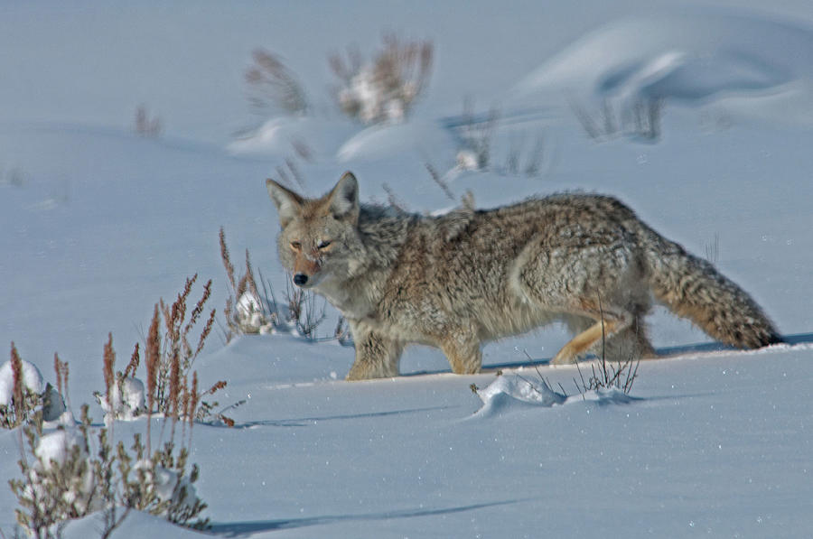 Coyote In Snow Photograph by Dbushue Photography