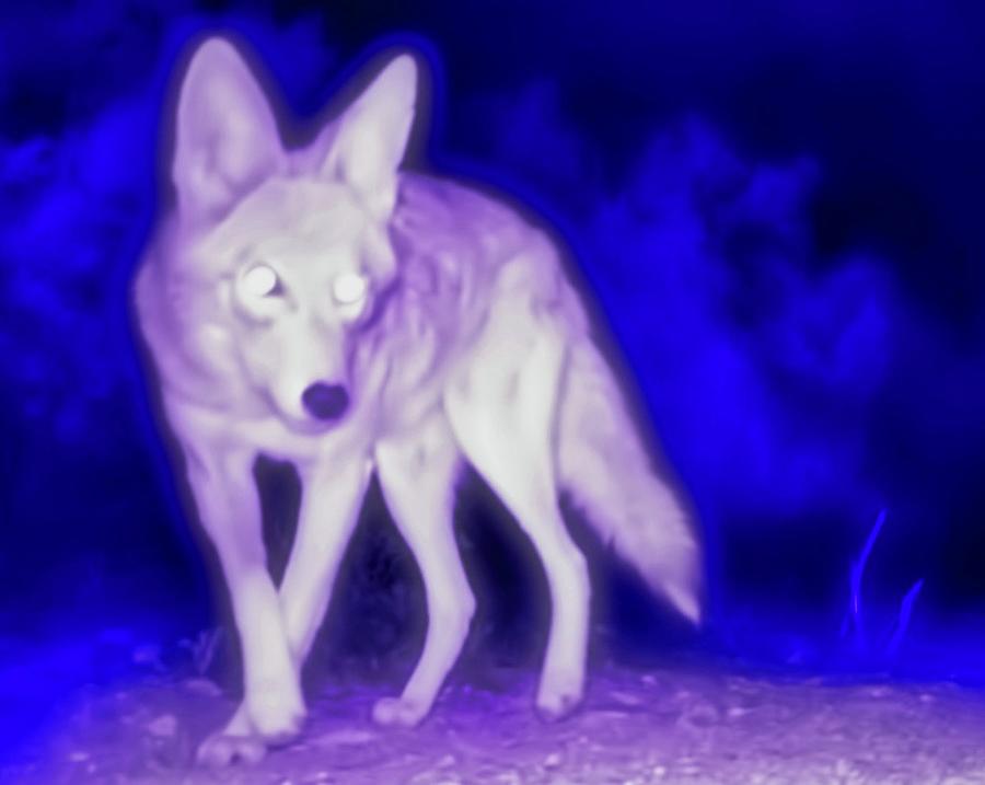 Coyote in the Garden of the Ultraviolet Photograph by Judy Kennedy