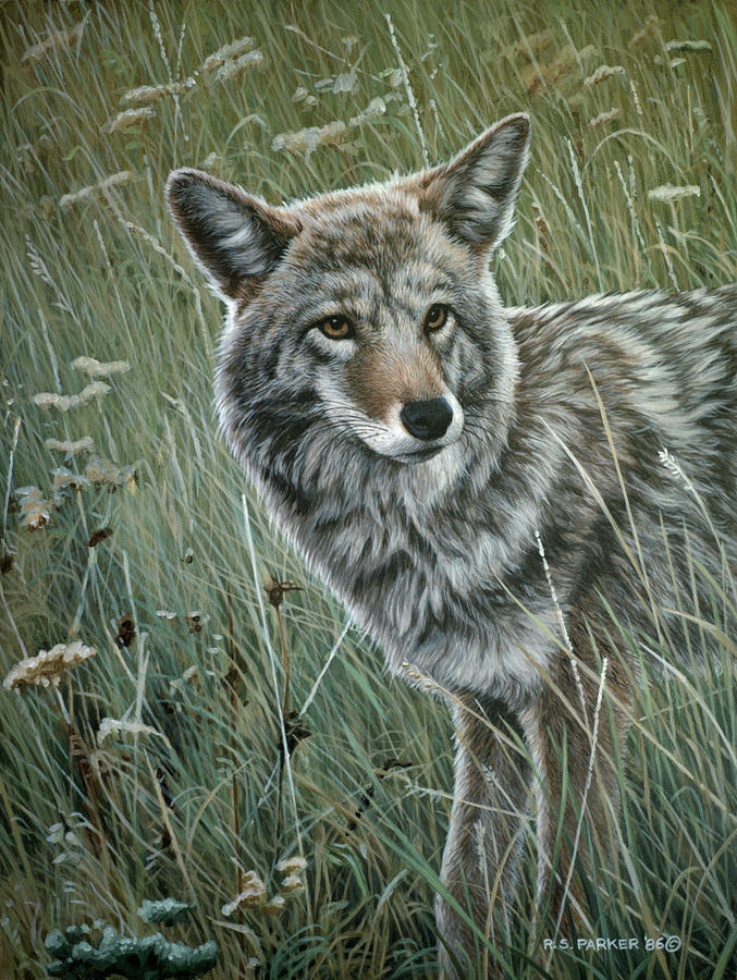 Coyote In The Grass Painting by Ron Parker