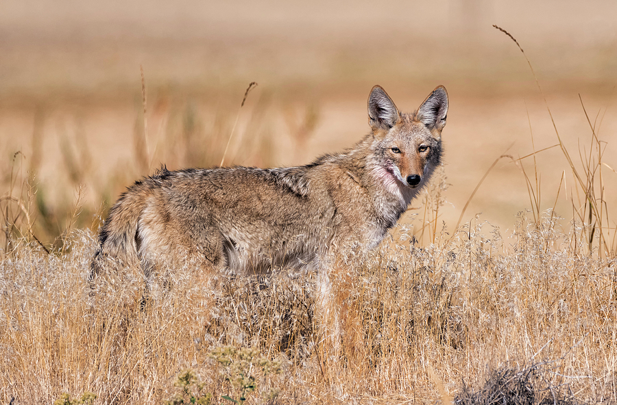 Coyote in the Morning Light Photograph by Loree Johnson