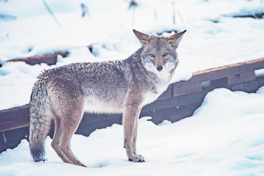Wildlife Photograph - Coyote In the Snow by Bill Roberts