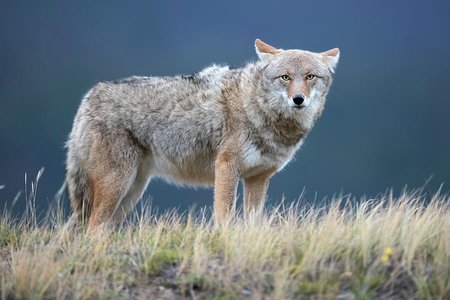 Coyote in the Wind Photograph by David A Willett - Pixels