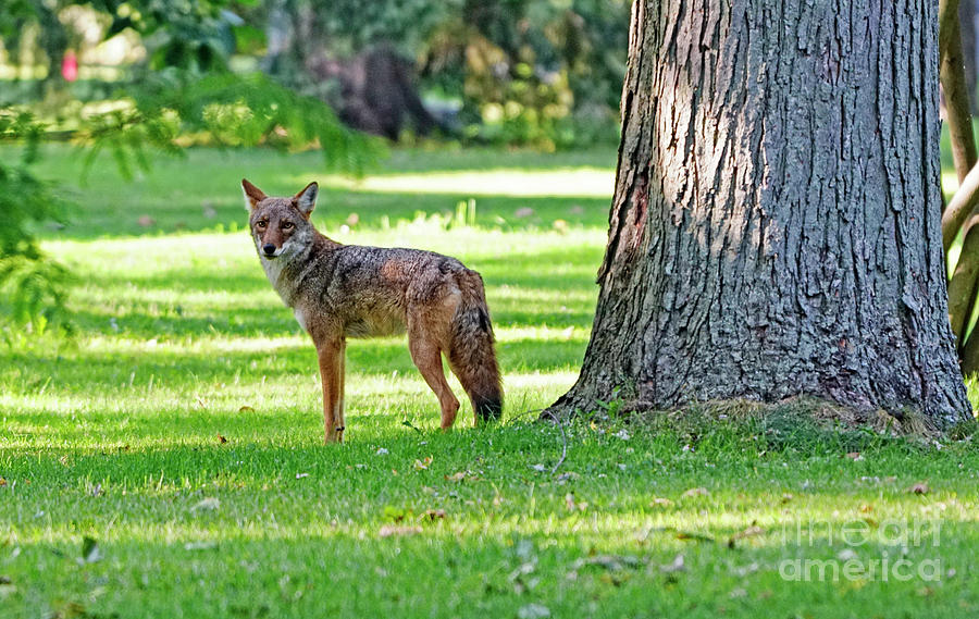 Coyote in Toronto Photograph by Charline Xia
