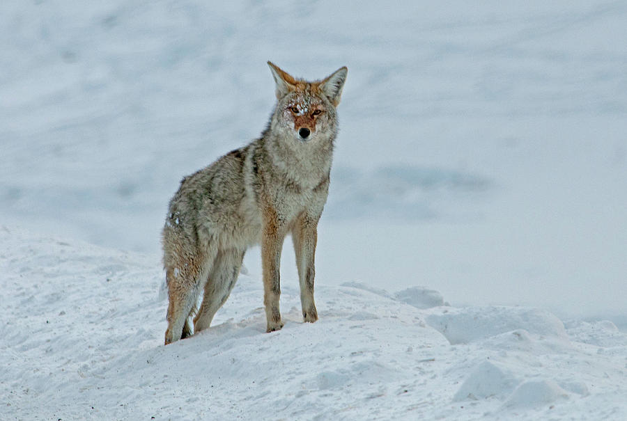Coyote In Winter Photograph by Dbushue Photography