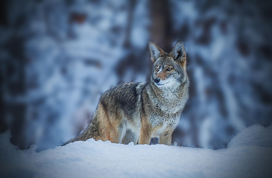 Coyote In Winter Photograph by Jenny Qiu