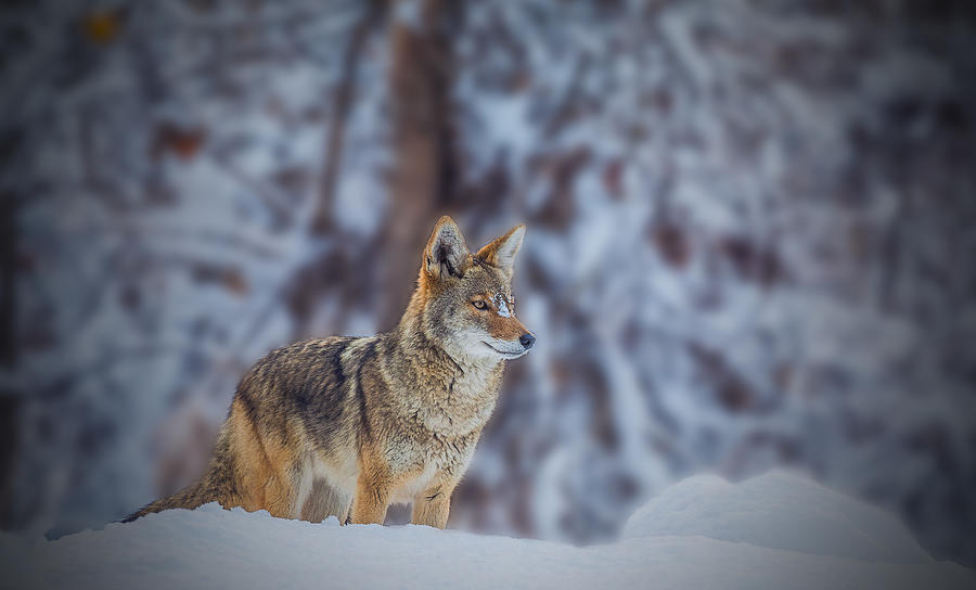 Coyote Photograph by Jenny Qiu