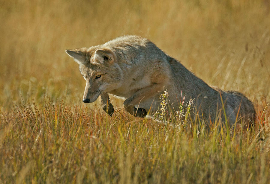 Coyote Jumping Photograph by Pete Severens