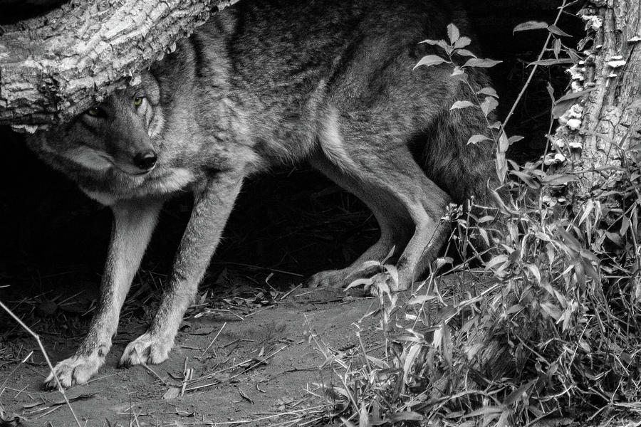 Coyote Photograph by KC Hulsman