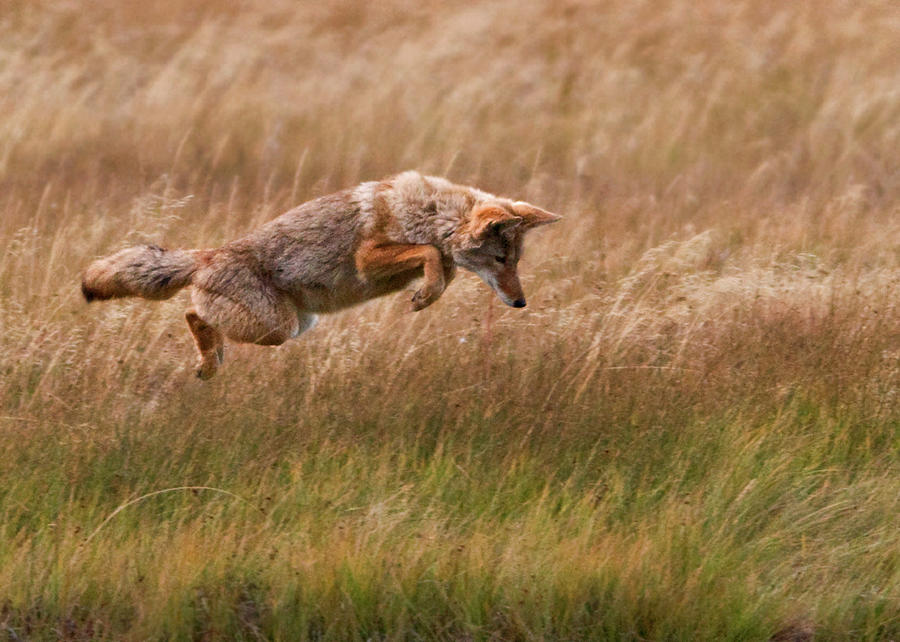 Coyote Leaping - Gibbon Meadows Photograph by Photo By Dcdavis