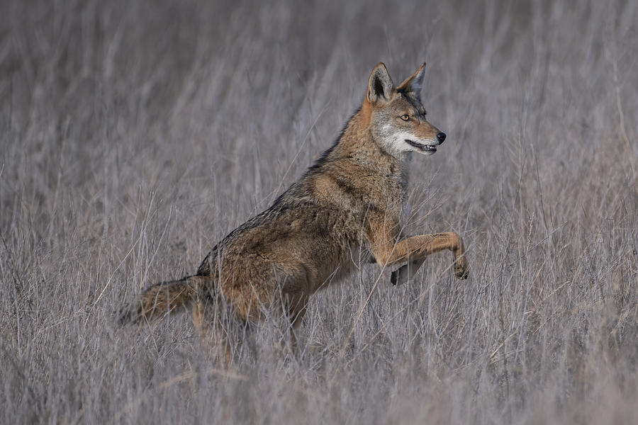 Nature Photograph - Coyote, Not That Ugly! by Sheila Xu