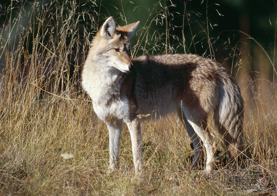 Coyote October  Canis Latrans Montana Photograph by Nhpa