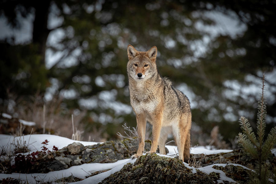 Yellowstone National Park Photograph - Coyote on a Rock by Kellys Nature Photography