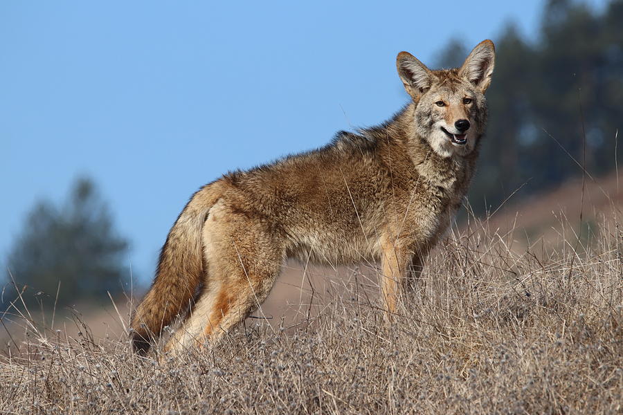 Coyote Photograph - Coyote by Paul Comish